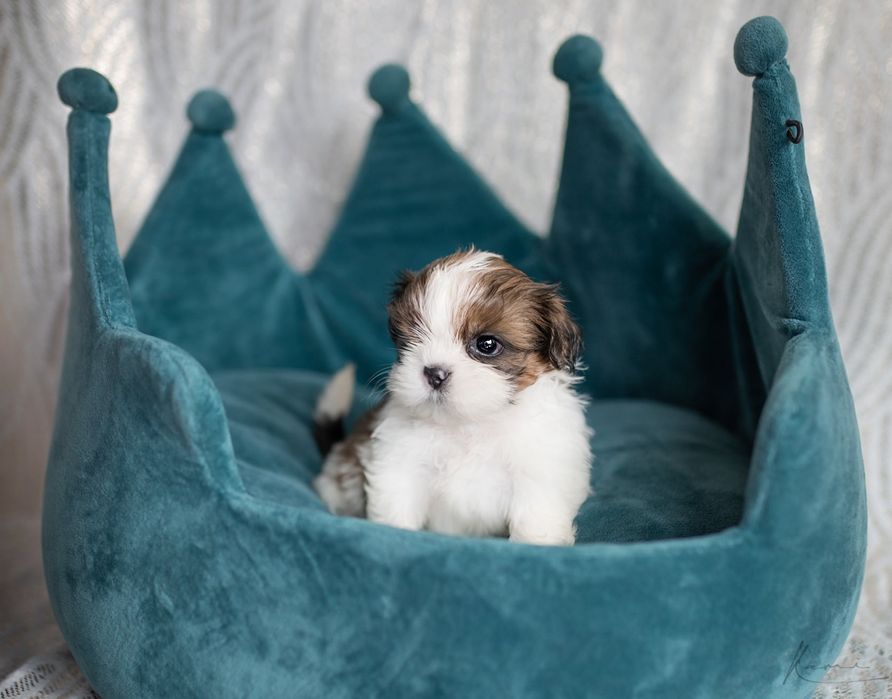 Shih- tzu piesek Zkwp FCI