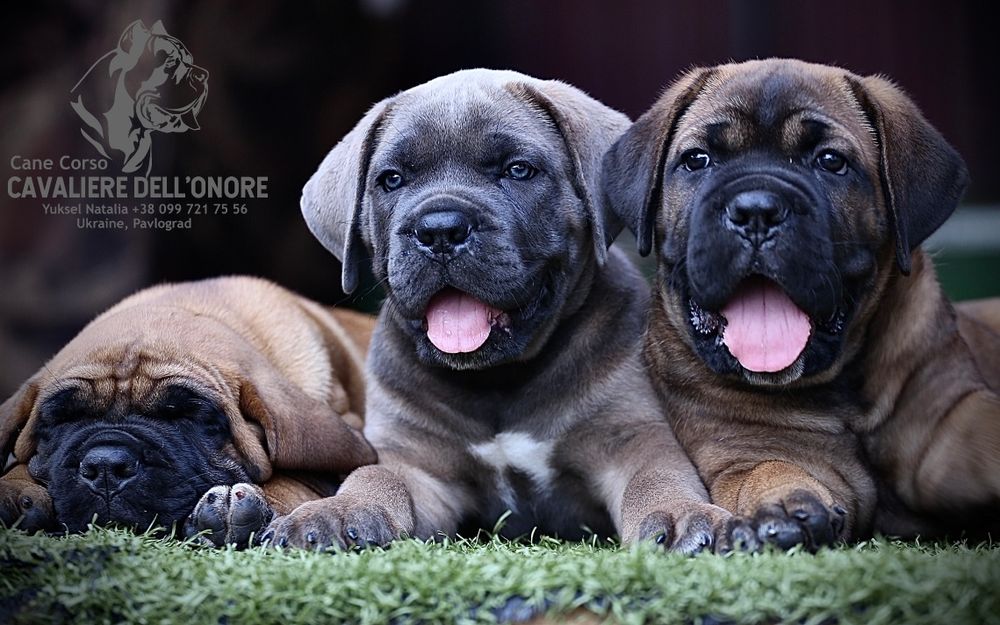 Розплідник пропонує