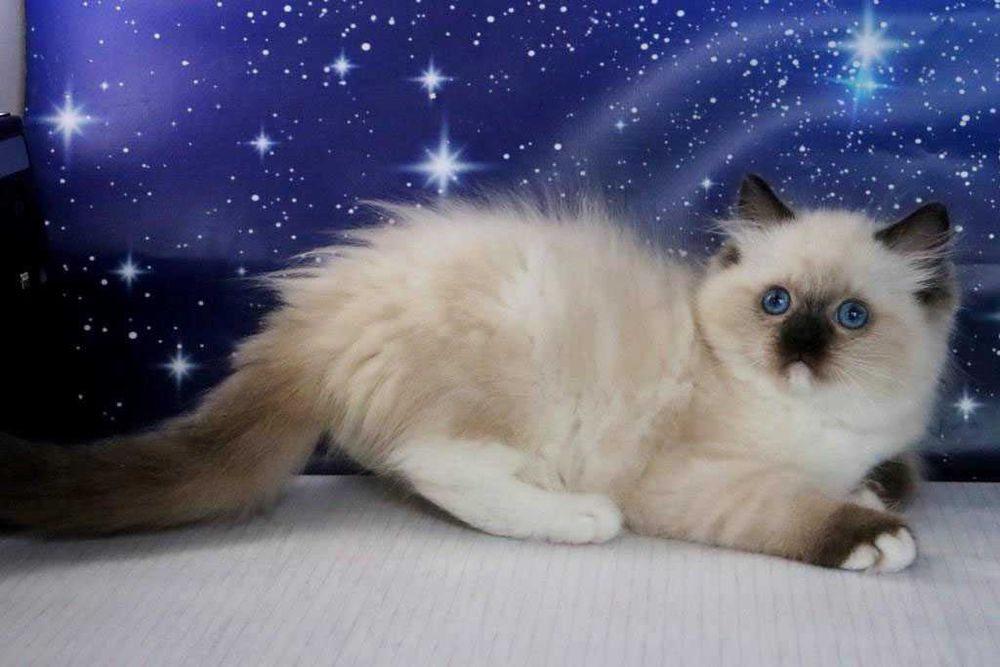 Чудовий котик регдол, забарвлення-чорний міттед. Очі яскраві сині.