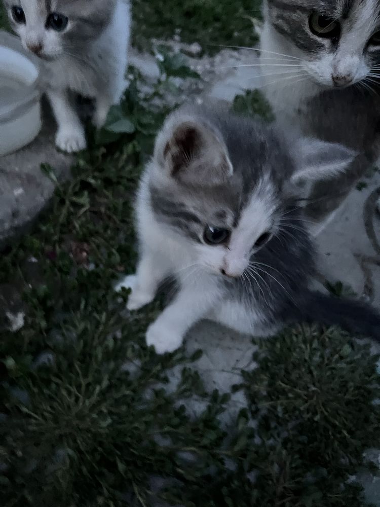 Кошенятка в добрі руки