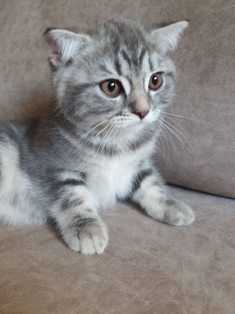 Шотландські  кошенята