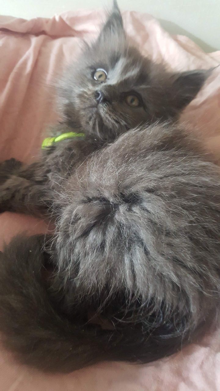 Niebieska kotka Maine Coon