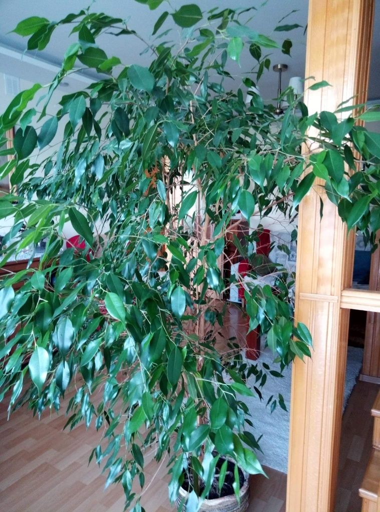 Ficus Ficus Benjamina 1,80m
Drzewko zadbane, zdrowe, rośnie bez proble