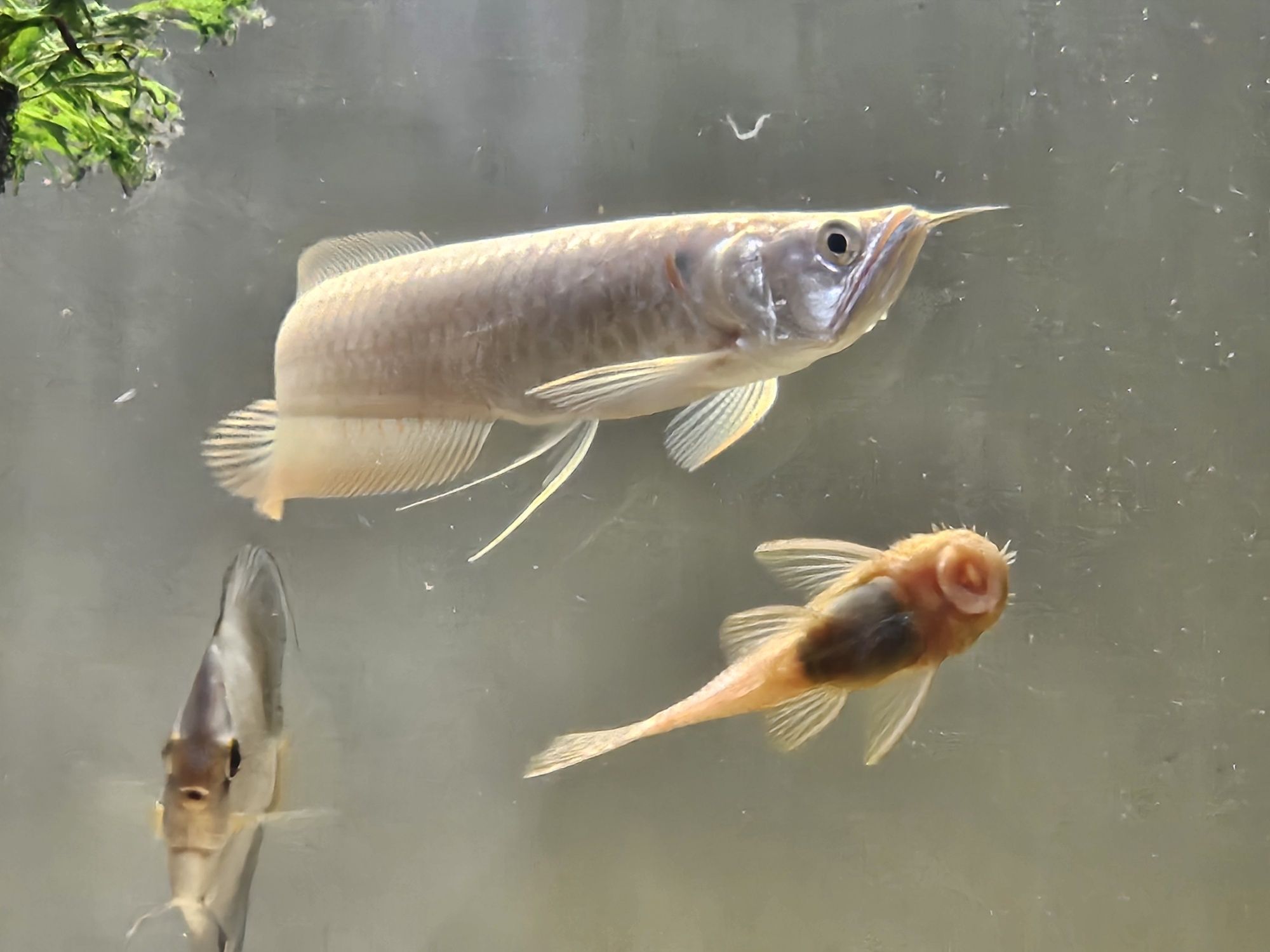 Arowana srebrna sprzedam