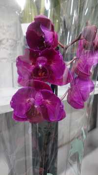 Орхидея бабочка цветет