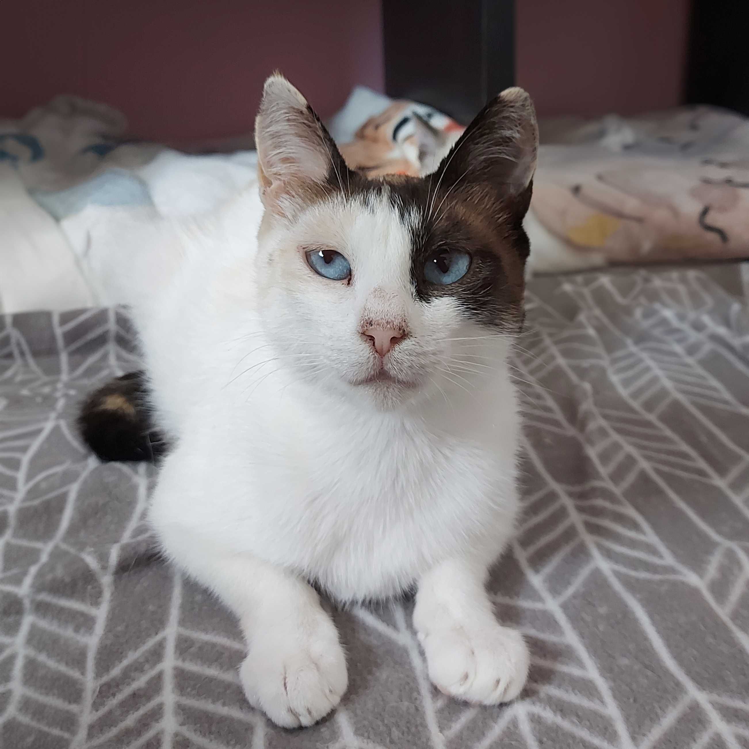 Setúbal / Margem Sul / Lisboa — DIDI, gatinha para adoção