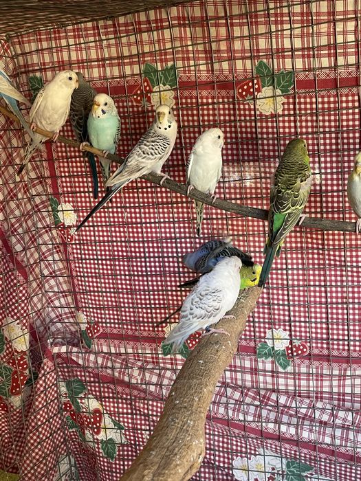 Periquitos de varias cores