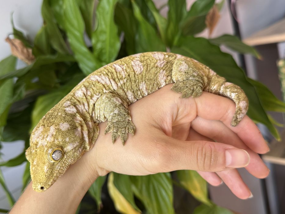 Gekon gekony Olbrzymi samica 140 g koghis początek 2024 rok