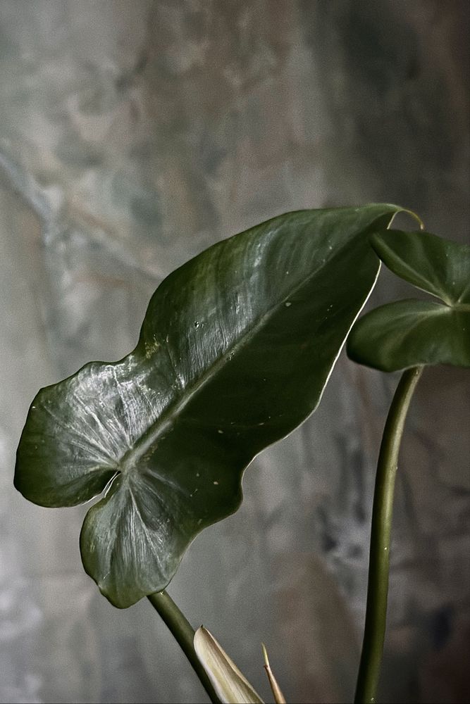 Philodendron Golden Dragon - piękny Filodendron, pędówka lub szczyt