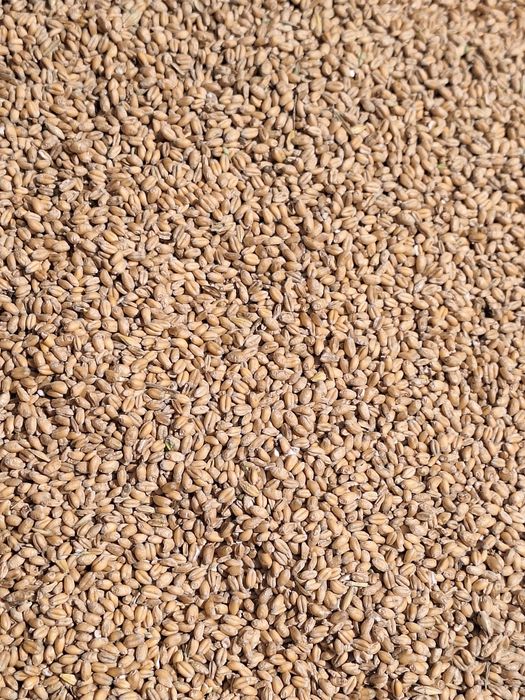 Sprzedam zboże owies, jęczmień, pszenice i żyto