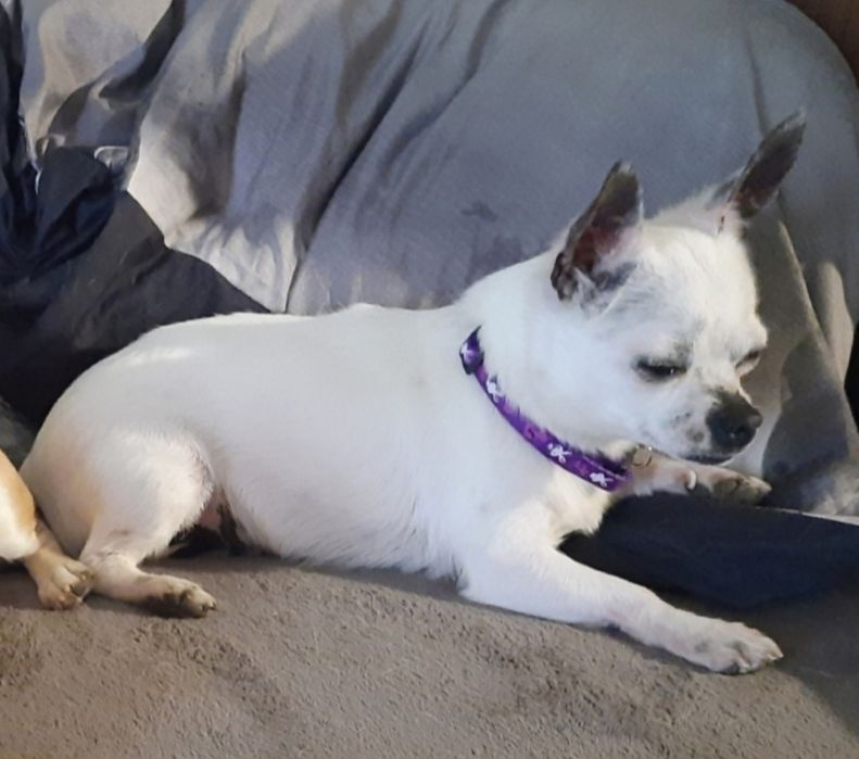 Suczka chihuahua z rodowodem