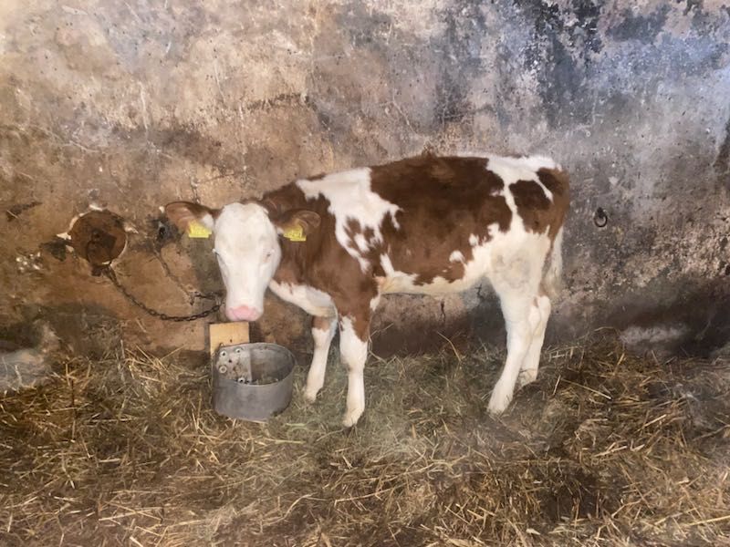 Sprzedam jaoszke cieliczke cielaka