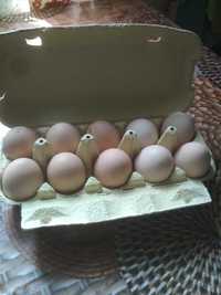 wiejskie jaja od wlasnych kurek
