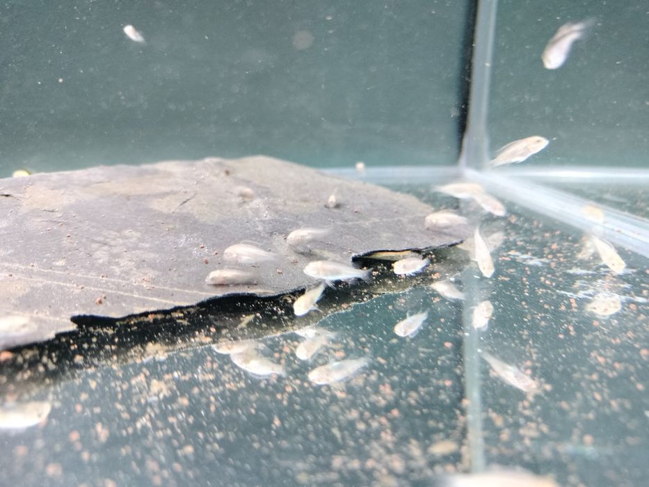 Kribesis Albinos criação nacional