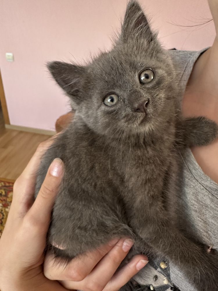 Котик безкоштовно