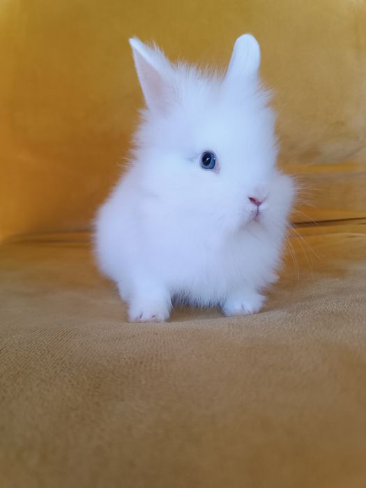 Królik króliczek miniaturka karzełek Teddy