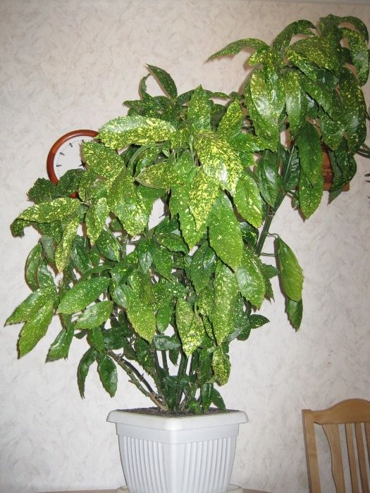 Растение из Крыма, ялтинского ботсада, Аукуба японская