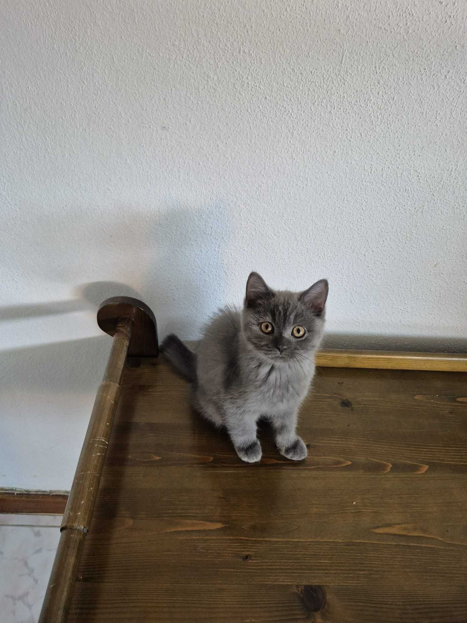Gatinho Scottish Straight