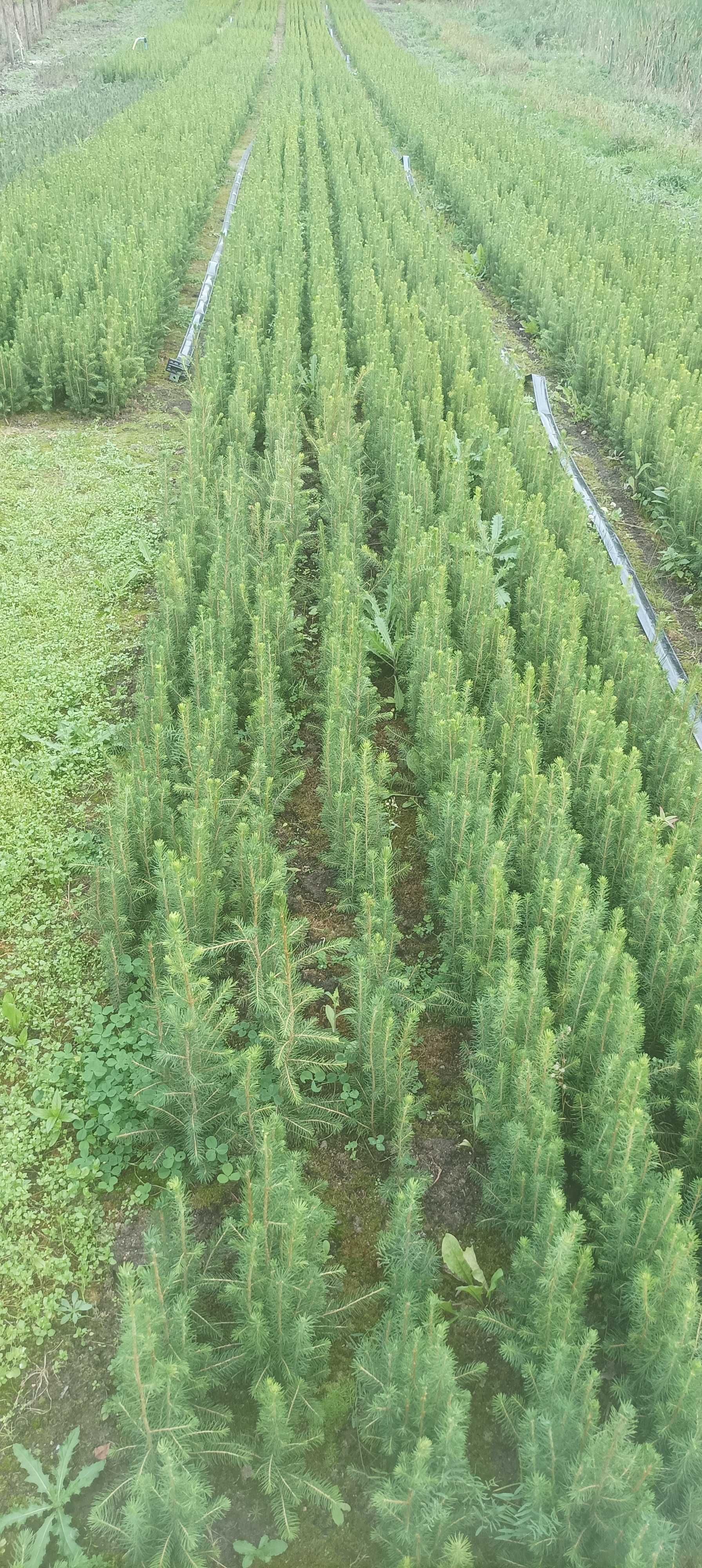 Sadzonki świerk pospolity, picea abies, choinki, zwykły, wysyłka