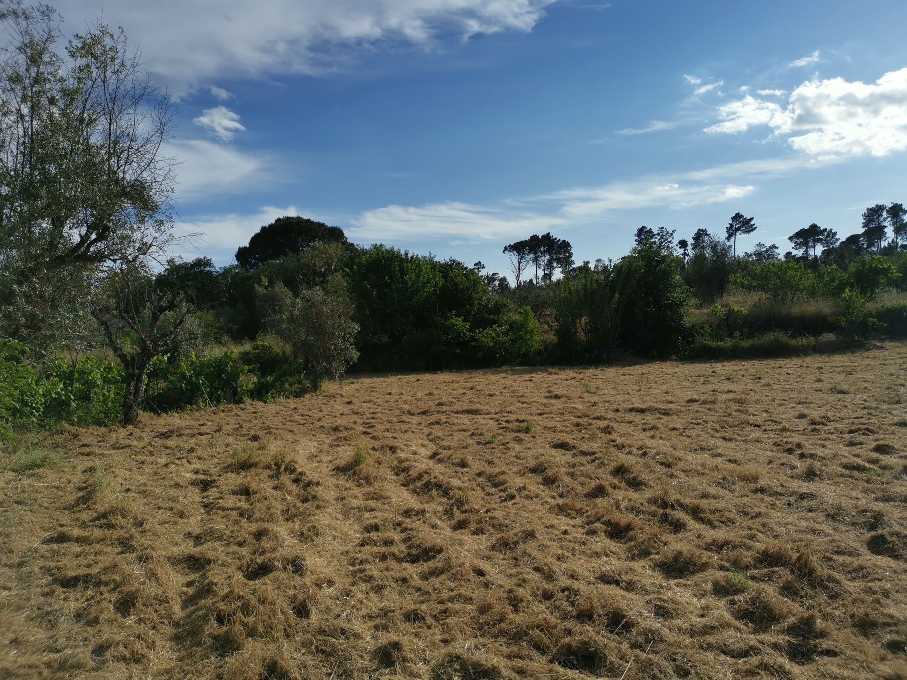 Vende-se Quinta da Redonda com 1 hectar