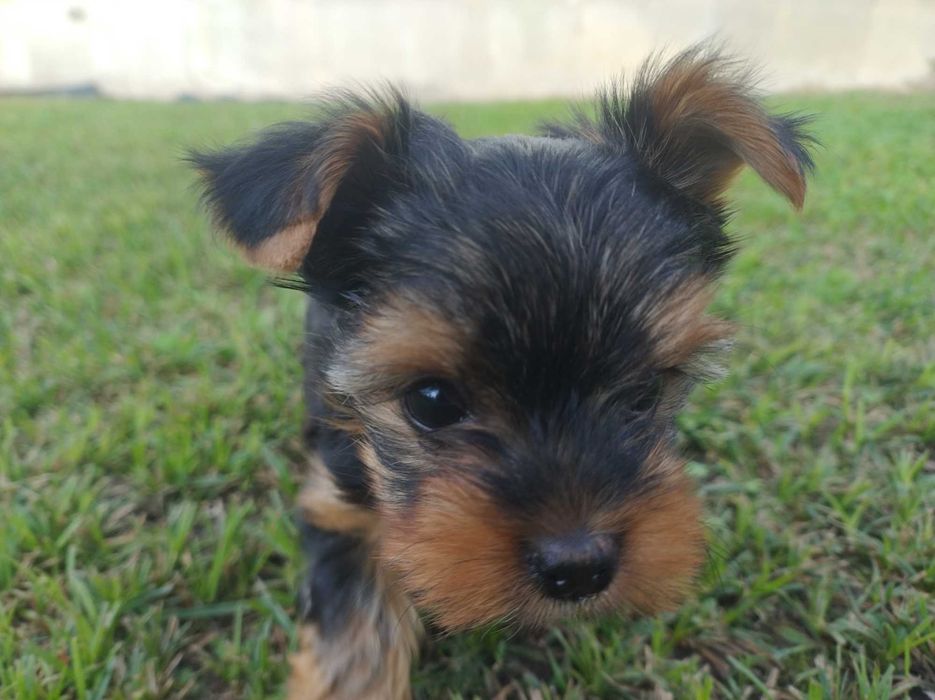 Yorkshire terrier miniaturka