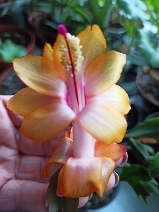 Шлюмбергера, різдв'яник