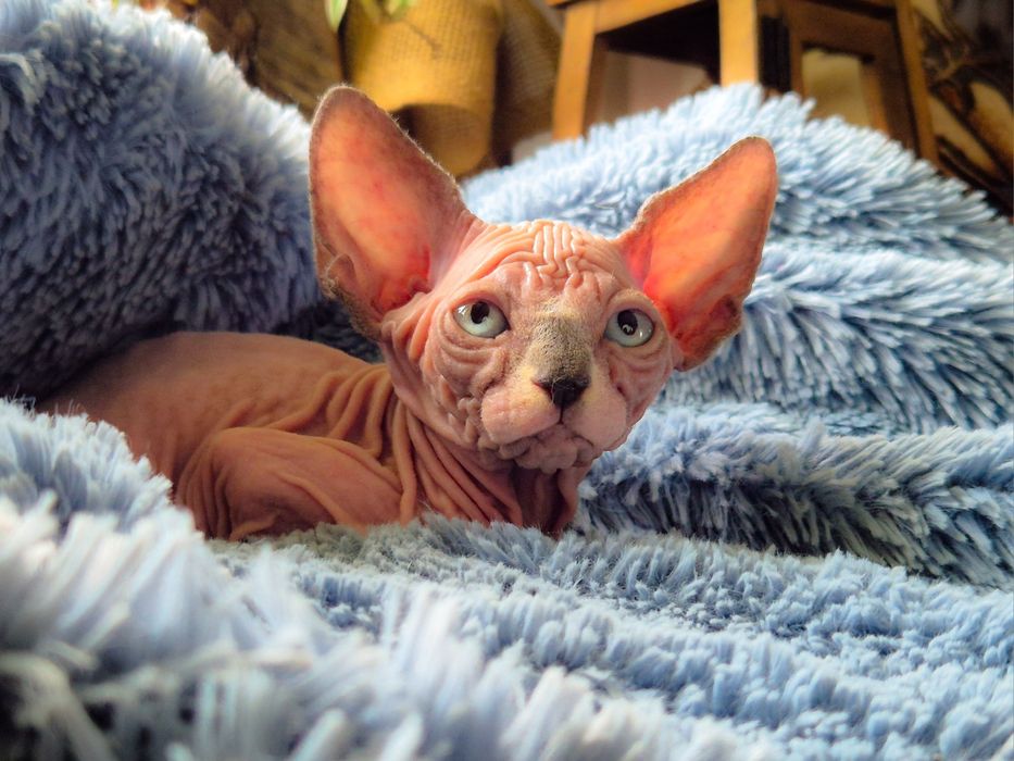 Kotka Sfinks Kanadyjski z rodowodem FPL