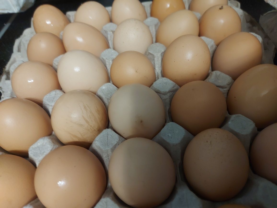 домашні яєчка 3.50 грн/шт