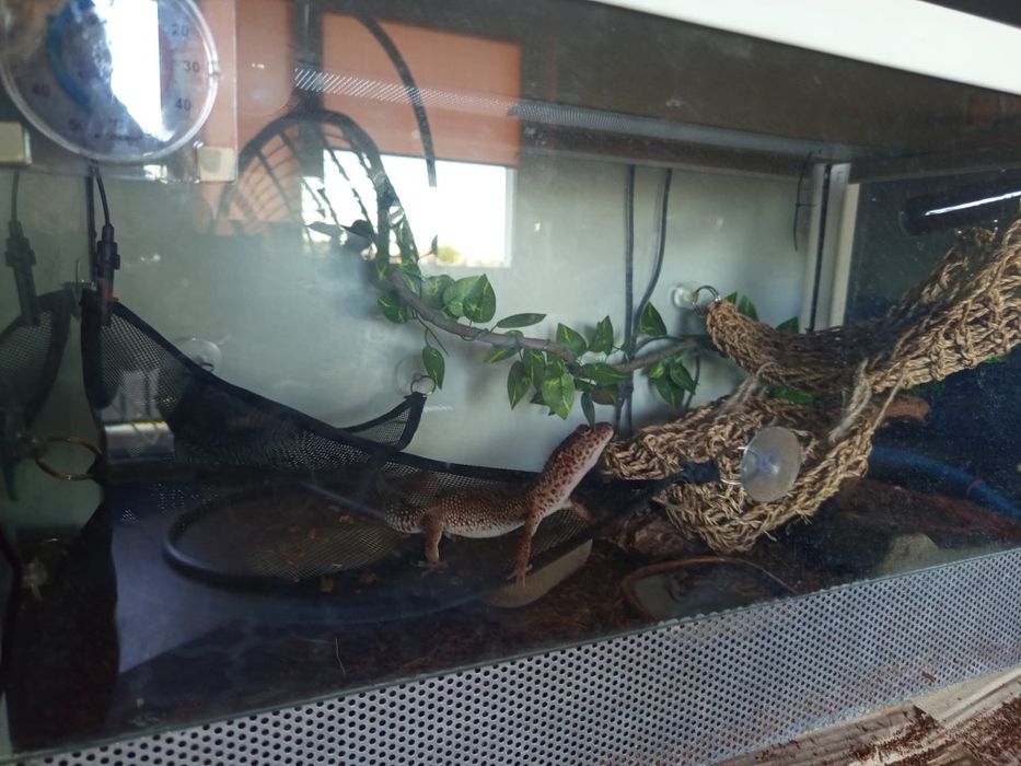 Terrarium gekon lamparci