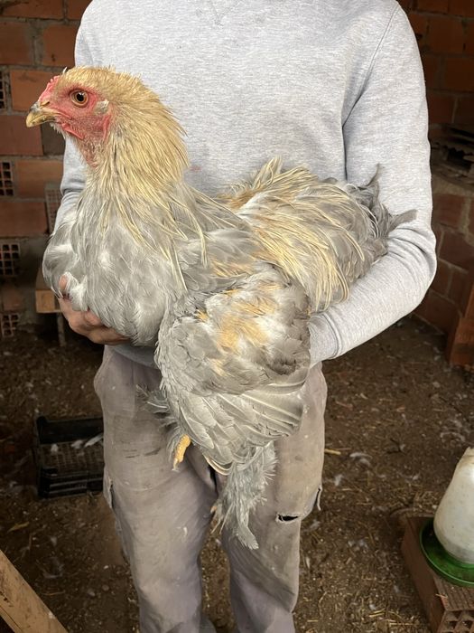 Galos Brahma Isabella