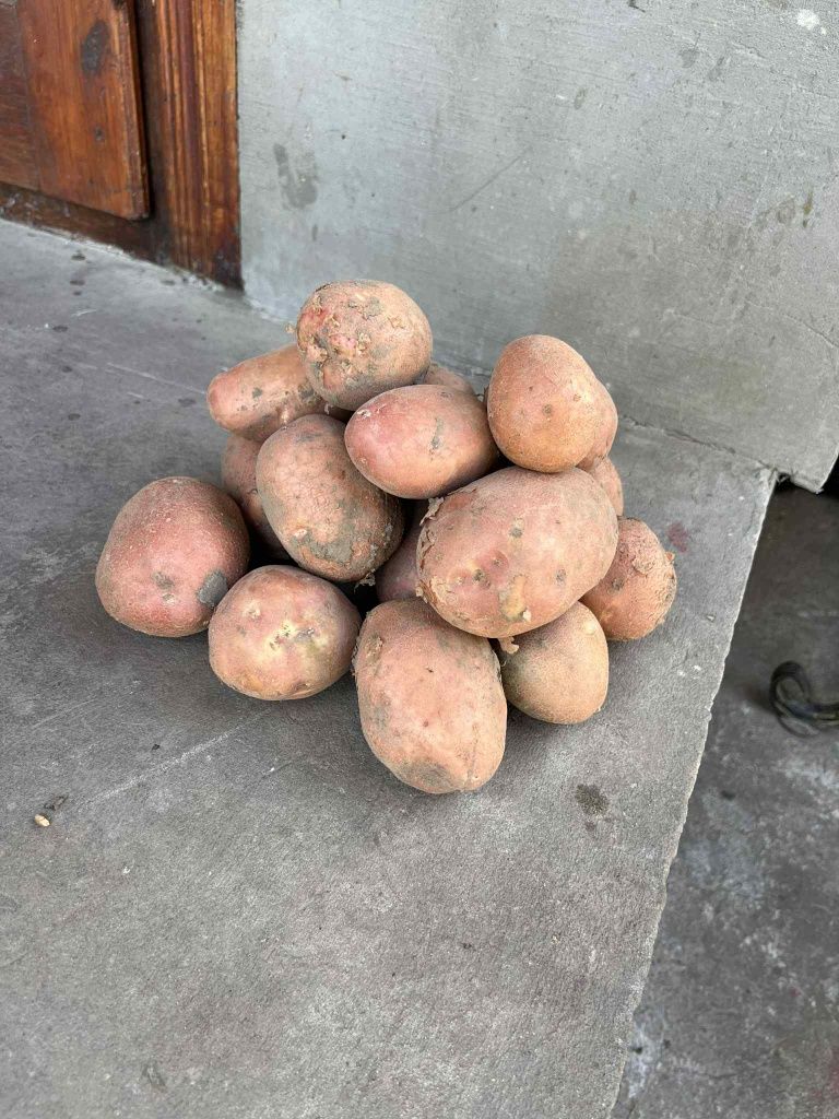 Картопля ,сорт белла  роза ,  на їжу ,