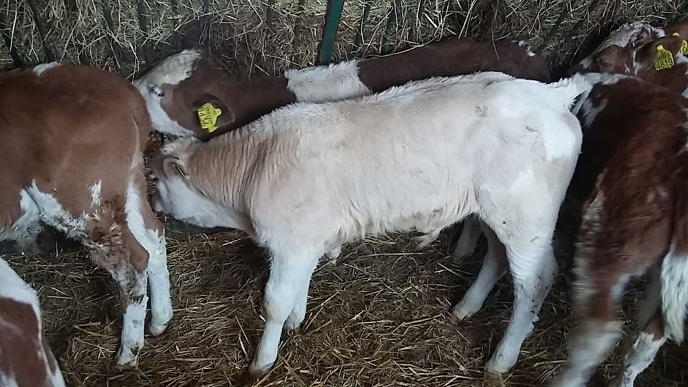 Byczki jałoszki miesne Bulkowo