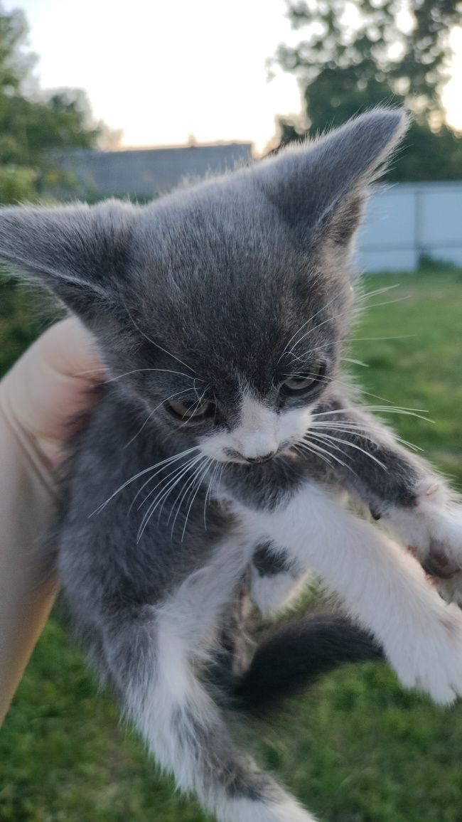 Котята безкоштовно
