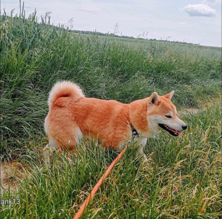Shiba Inu, sunia TĘCZA Rajsobie(FCI).