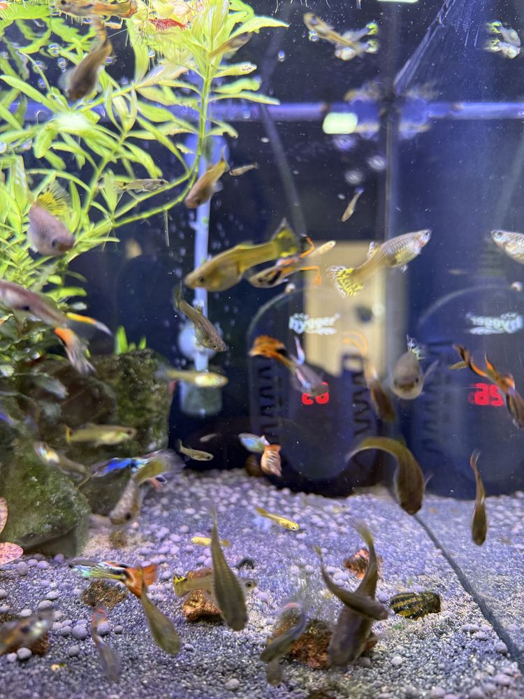 Mix Guppies - adultos, jovens e alevinos