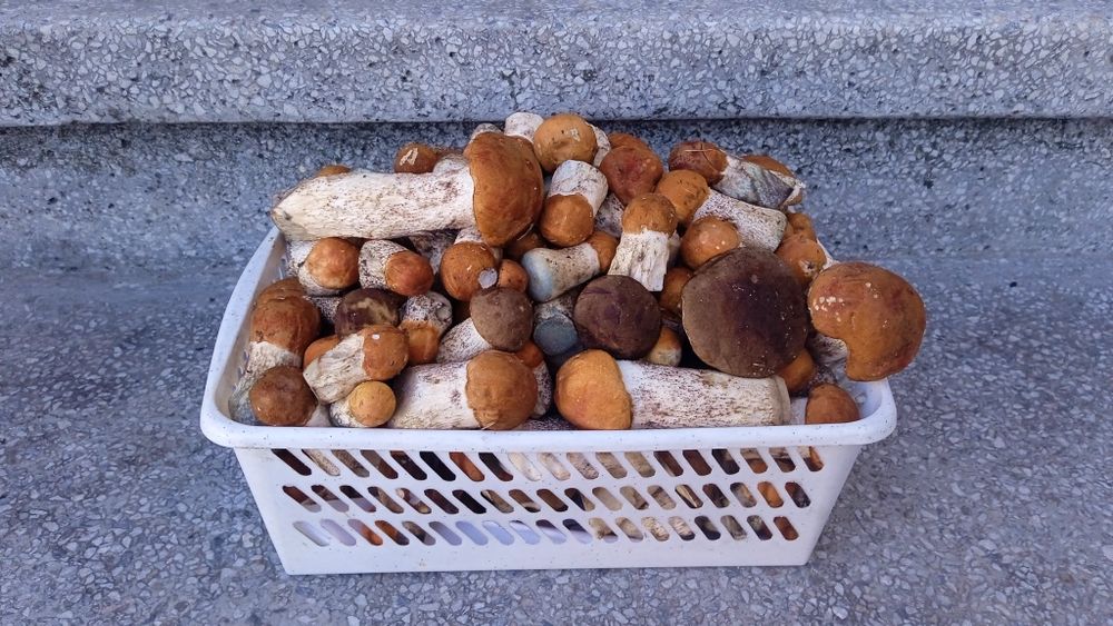 Świerże grzyby mix kozaków