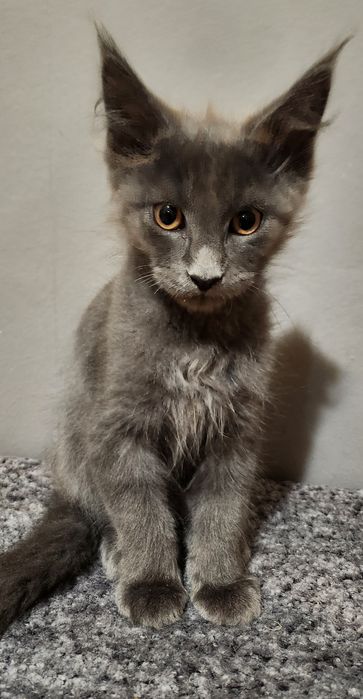 Śliczny kotek Maine Coon