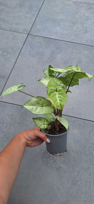 Syngonium white butterfly
