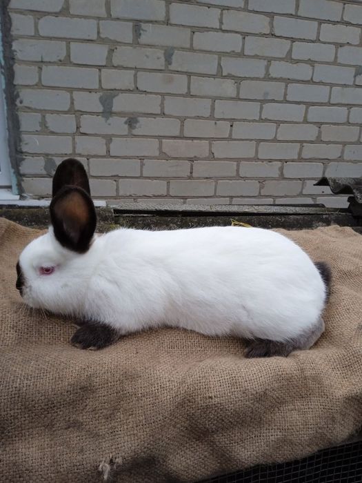 Кролики різних порід