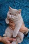 Gatinha British fawn com LOP