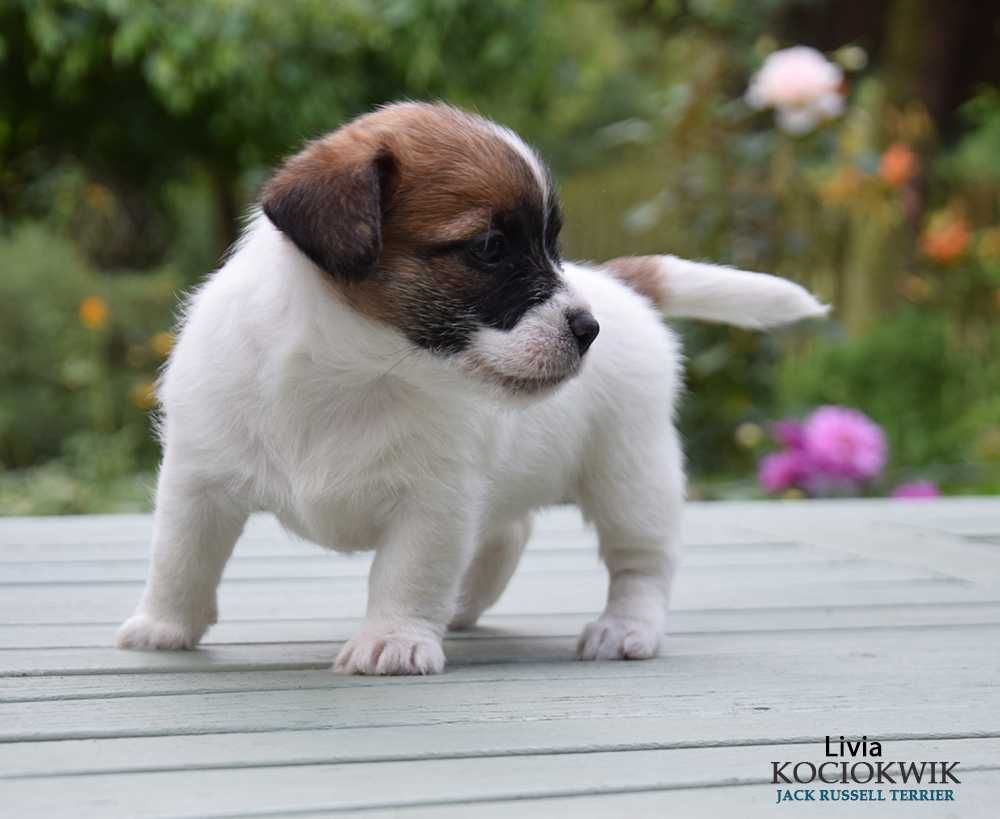 Jack Russell Terrier - suczka z rodowodem ZKwP