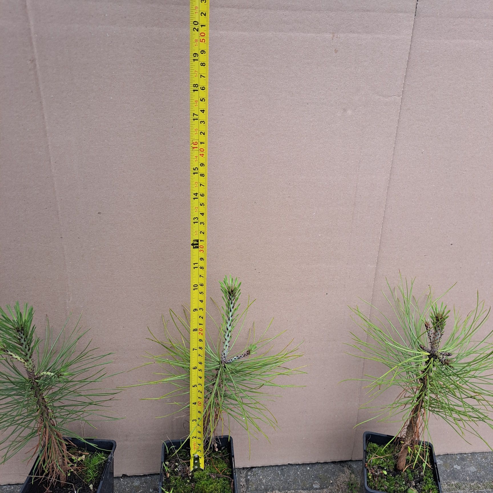 Sosna Jeffreya (pinus Jeffreya)