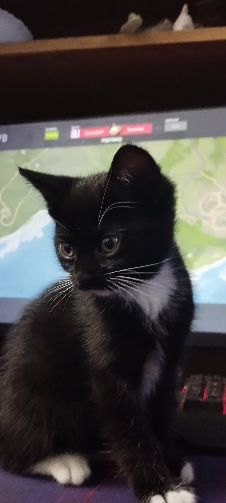 Котик в добрі руки безкоштовно