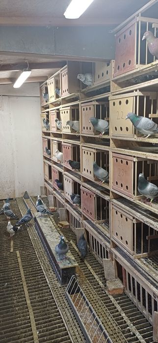 Sprzedam gołębie pocztowe lotowana 2021 r i starsze