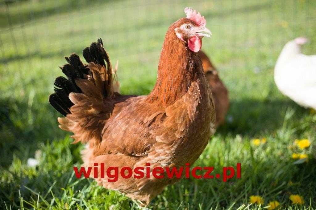 Kury kokoszki nioski rasy Rosa na wybieg z dowozem Gratis