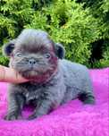 ***Chihuahua cudny niebieski chłopczyk***