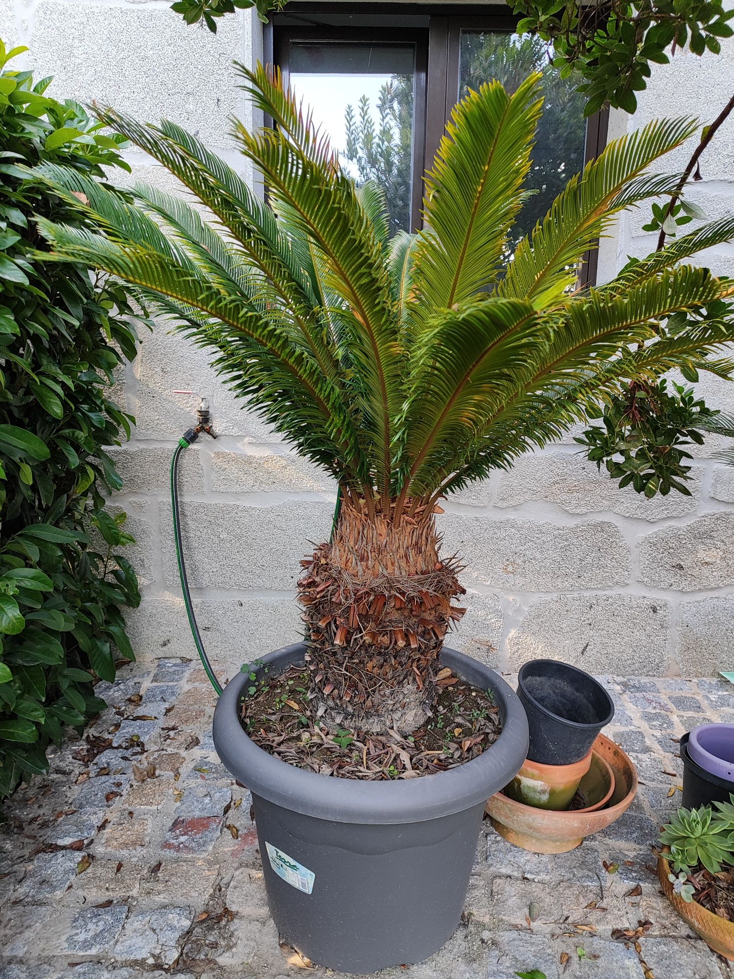 Planta Sica com 120 cm