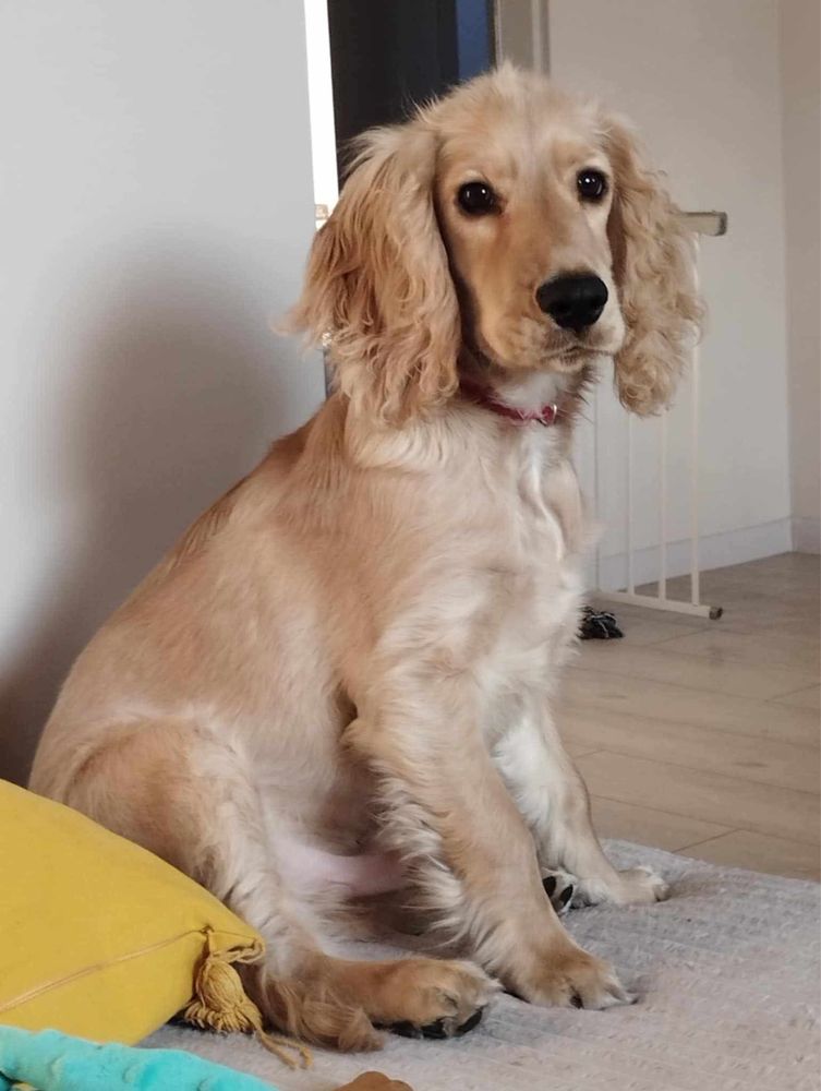Piesek cocker spaniel angielski KC