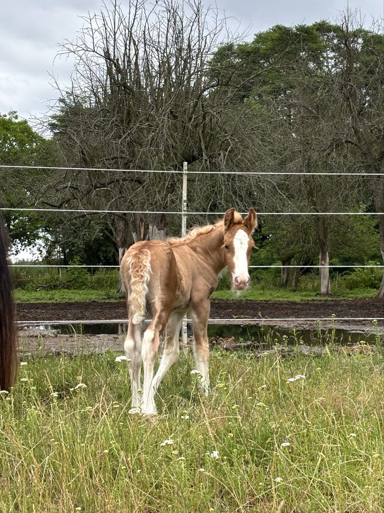 Ogierek Irish/Gypsy Cob do rezerwacji