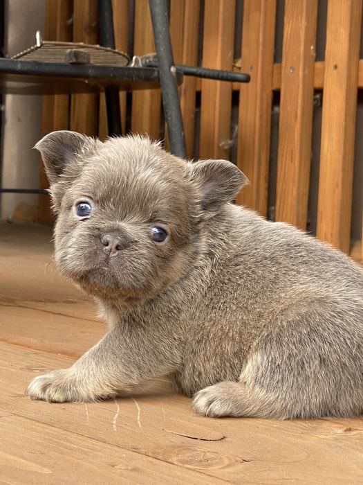 Цуцик Французького бульдога Флаффі